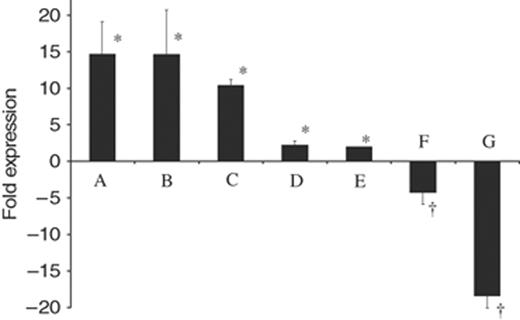 Differential gene expression of pdhA during various environmental stresses. Expression fold was standardized to 16S rRNA gene expression. Conditions investigated: column A, growth at pH 5.0 vs. pH 7.5; column B, 2 h acid adaptation at pH 5.5; column C, stationary vs. mid-log growth phase; column D, anaerobic vs. aerobic growth; column E, biofilm vs. planktonic growth at pH 5.0; column F, response to the presence of 200 mM glucose at pH 5.0; column G, response to the presence of 200 mM glucose at pH 7.0. Results are expressed as the mean±SE of at least four independent experiments. *Statistical significance, expression fold >1 (P<0.01); †statistical significance, expression fold<−1 (P<0.01)