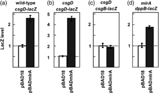 Effect of MlrA on the csgD, csgB and dppB promoters. (a) Escherichia coli BWWcsgD [wild-type BW25113(λcsgD–lacZ)], (b) BWcsgDcsgD [mutant BWcsgD(λcsgD–lacZ)], (c) BWcsgDcsgB [mutant BWcsgD(λcsgB–lacZ)] and (d) BWmlrAdppB [mutant BWmlrA(λdppB–lacZ)] strains were transformed with pBAD18 (lane 1) or pBADmlrA (lane 2), and grown on YESCA medium in the presence of 0.02%l-arabinose. In mid-exponential phase growth (OD600 nm=0.4–0.5), aliquots were subjected to a β-galactosidase assay.