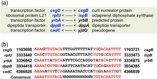 Prediction of regulation targets of MlrA. (a) After searches for the inverted repeat sequence [AAAATTTGTACA(12N)TGTACAATTTT] of MlrA binding in the entire Escherichia coli genome, four additional sites were identified, which have two to five mismatches. For the genes shown in blue, MlrA box-like sequences are located at promoter-proximal upstream regions. (b) The MlrA box-like sequences on the predicted MlrA target genes are aligned.