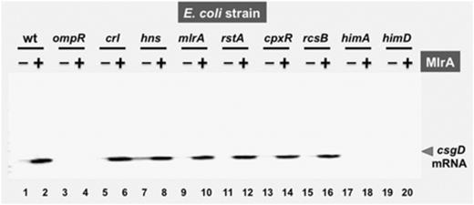 Effect of MlrA on the csgD promoter: primer extension analysis. Escherichia coli wild-type BW25113 and the csgD mutant carrying either pBADmlrA (lanes 2, 4, 6, 8, 10, 12, 14, 16, 18 and 20) or the vector (pBAD18) (lanes 1, 3, 5, 7, 9, 11, 13, 15, 17 and 19) were grown in YESCA medium in the presence of 0.02%l-arabinose. In mid-exponential phase growth at OD600 nm=0.4–0.5, total RNAs were prepared as described, and subjected to primer extension assay.