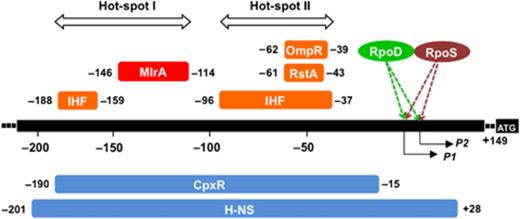 Location of the transcription factor-binding sites along the csgD promoter. The binding sites of MlrA, OmpR, RstA, CpxR, IHF and H-NS were determined by DNase-1 footprinting assays (Fig. 2; and Ogasawara et al., 2010). Five factors (OmpR, RstA, IHF, CpxR and H-NS) bind to the promoter-proximal hot-spot II, while four factors (IHF, MlrA, CpxR and H-NS) bind to the promoter-distal hot-spot I. P1 and P2 represent the transcription initiation site P1 (Hammar et al., 1995) and P2 promoter (Ogasawara et al., 2007a), respectively. Numbers shown at the ends of each regulator-binding site represent the distance from the P1 initiation site.