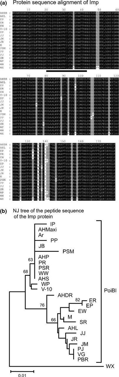 Relationships among Imp protein sequences. (a) Alignment of amino acid sequences of Imp proteins from PoiBI and WX. (b) Phylogenetic neighbor-joining tree of Imp amino acid sequences. Numbers on the branches are bootstrap values (%) obtained for 1000 replicates. Abbreviations are given in Table 1.