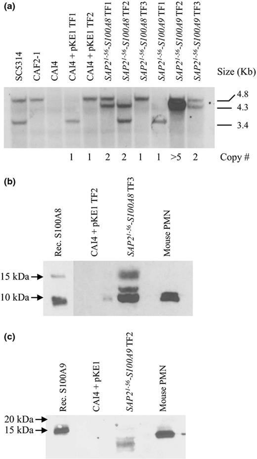 Construction of Candida albicans transgenic strains for the production and export of mammalian S100 proteins. (a) Southern blot analysis of SAP21-56-S100A8, SAP21-56-S100A9, and expression vector alone (pKE1) transformants. Genomic DNA was digested with EcoR1, and hybridized with a probe specific to the URA3 locus, that is internal to the vector. SC5314 = URA3/URA3; CAF2-1 = URA3/ura3Δ; CAI4 = ura3Δ/ura3Δ. This approach detected two distinct EcoRI fragments, presumably representative of two distinct chromosomal alleles, as only the larger 4.8-kb band was identified in the CAF2-1 strain. Tandem insertions are indicated by the 4.3-kb EcoRI fragment. The number of tandem insertions was determined by volumetric analysis of the 4.3-kb band intensity, and values normalized to the single restored 4.8- or 3.4-kb band. Total number of vector insertions for each transformant is indicated below the blot. (b, c) Culture supernatants from S100-producing strains or the isogenic control strain (CAI4 + pKE1) were immunoblotted with either anti-S100A8 (b) or anti-S100A9 (c). Recombinant S100A8 and S100A9 proteins or mouse PMN cell extracts were used as controls. Data are representative of triplicate experiments.
