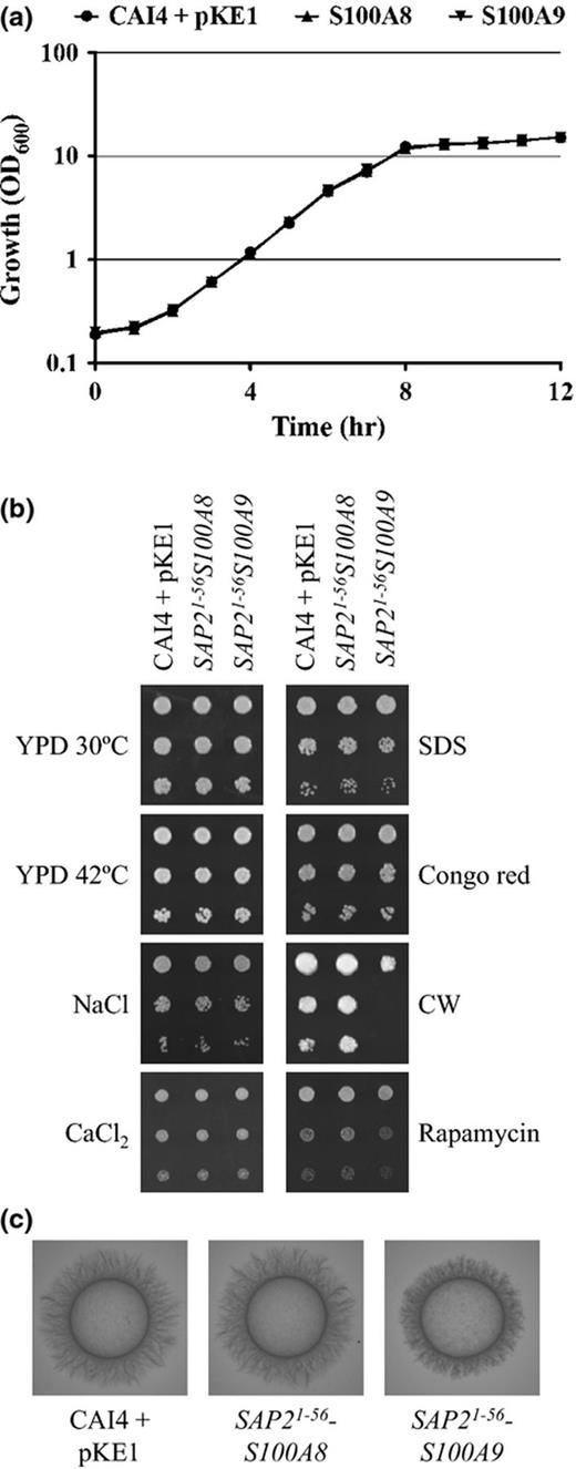 S100A8 production does not have deleterious consequences upon Candida albicans. (a) Growth of each strain was compared as OD600 nm in YPD broth at 30 °C. (b) Cell suspensions of each strain were prepared by serial dilution, applied to YPD agar, and incubated at 30 or 42 °C, or to YPD agar supplemented with 1.5 M NaCl, 500 mM CaCl2, 0.02% SDS, 25 μg mL−1 Congo red, 25 μg mL−1 Calcofluor white, or 5 nM rapamycin and incubated at 30 °C for 1 or 2 days. (c) Hyphal growth was compared on 10% FBS (shown) or M199 agar (not shown).
