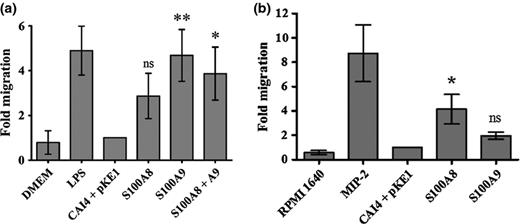 Candida albicans-derived S100A8 and S100A9 proteins possess chemotactic activity. (a) Culture supernatants from S100-producing or isogenic control strain were diluted 100-fold in DMEM medium, and chemotactic activity determined using a transwell assay with J774A.1 cells. Cell migration across the membrane was enumerated after 4 h, and scaled to express results as ‘fold migration’ relative to the isogenic control strain (CAI4 + pKE1). Results represent the mean and standard deviation of three separate experiments. DMEM alone provided our negative control, while LPS-spiked medium was a positive control. P values were calculated vs. the isogenic control using Tukey's honestly significant differences test n *P = 0.0254; **P = 0.0043; ns = not statistically significant. (b) PMN chemotaxis. Supernatants from overnight cultures of S100-producing or isogenic control strains were diluted 10-fold in chemotaxis buffer and tested in a transwell assay with primary mouse PMNs isolated from peritoneal lavage. The numbers of PMNs that migrated to the bottom chamber were quantified and expressed as the fold migration relative to the isogenic control strain. Results represent cumulative data from three separate experiments. Medium alone served as a negative control, while MIP-2 (100 ng mL−1) containing medium was tested in parallel as a positive control. P values were calculated vs. the isogenic control using Tukey's honestly significant differences test, *P = 0.0473; ns = not statistically significant.