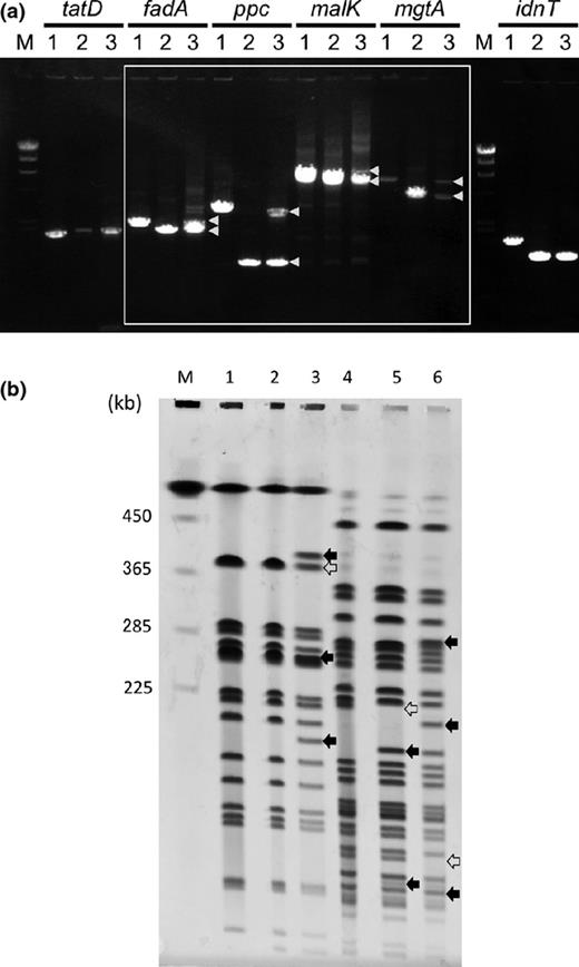 Confirmation of the DNA rearrangement in the ygjDsup mutant. (a) PCR analysis of the duplicated region. The fadA, ppc, malK, and mgtA genes are included in the duplicated region, but the tatD and idnT genes are not. The white frame indicates the band pattern of the genes within the duplicated region. A pair of DNA fragments represented by arrowheads, one for the intact genes and the other for the disrupted genes, was amplified by PCR for each of the genes in the duplicated region, although only one band for each of the genes outside the duplicated region was detected. The cells used as PCR templates were as follows: MG1655 (lane 1); MG1655 with disrupted gene (lane 2); the ygjDsup mutant with disrupted gene (lane 3). (b) PFGE analysis of the ygjDts and ygjDsup mutants. Chromosomal DNA was digested to completion with NotI or XbaI and analyzed by PFGE. The DNA was visualized by ethidium bromide staining and UV irradiation. Lane 1, MG1655, NotI; lane 2, the ygjDts mutant, NotI; lane 3, the ygjDsup mutant, NotI; lane 4, MG1655, XbaI; lane 5, the ygjDts mutant, XbaI; lane 6, the ygjDsup mutant, XbaI; M, DNA size marker (Saccharomyces cerevisiae chromosomal DNA). Closed and open arrows indicate the extra and missing bands, respectively. The patterns match those predicted from the genome sequences except for ΔrecA::Tn10 of the ygjDts and the ygjDsup mutants (Fig. S2). Because Tn10 has an XbaI site, a 206 624-bp fragment was split to c. 171-KB and c. 45-kb bands. In the presence of Dam methylase, two XbaI sites (3 861 916 and 4 308 586) are not digested by XbaI.