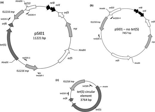 (a) Schematic of pSI01. (b, c) The recombinant forms of the plasmid detected by PCR.