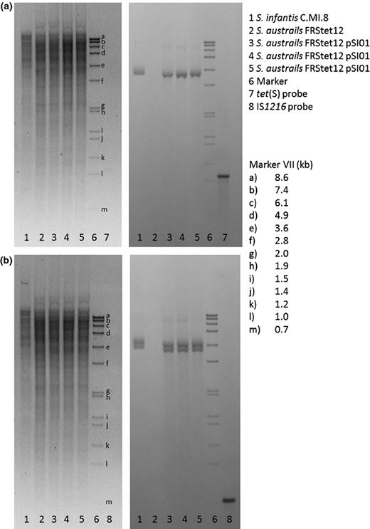 Southern blot analysis of the genomic DNA of Streptococcus infantis and Streptococcus australis transformants. We did not detect the recombinant forms shown in Fig. 1b and c in the genomic DNA of the original S. infantis isolate and the S. australis transformants. Hybridisation with (a) the tet(S) gene-derived probe and (b) the IS1216-derived probe.