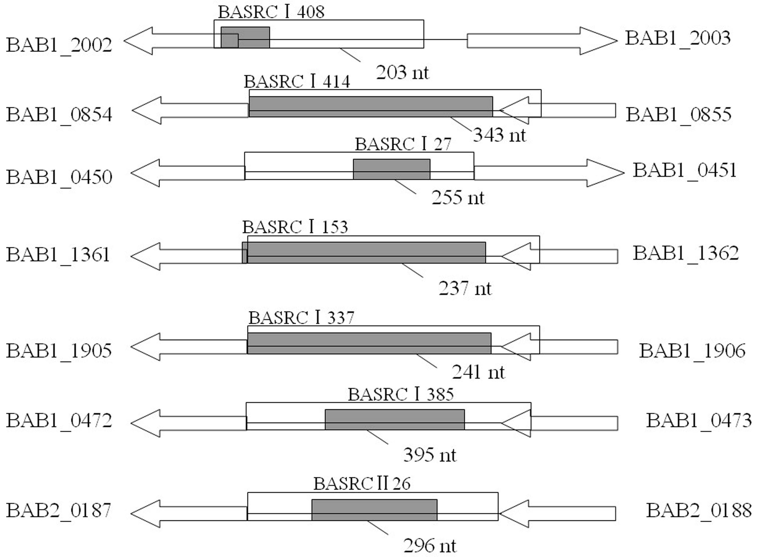 s1 the schemes of cloning of putative target sequences of verified srnas into pmr lacz plasmid