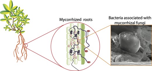 High diversity of Bacteria associated with mycorrhizal fungi within roots of plants growing in a soil extremely contaminated with petroleum hydrocarbons.