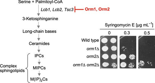 Deletion of ORM1 and ORM2, which encode negative regulators of serine palmitoyltransferase catalyzing the initial step of sphingolipid biosynthesis, causes resistance to syringomycin E in the yeast Saccharomyces cerevisiae.