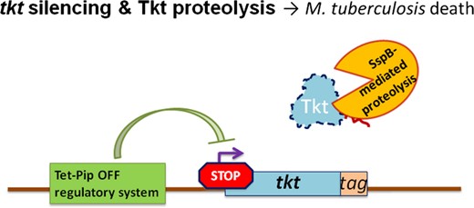 Essentiality of the transketolase enzyme, Tkt, of Mycobacterium tuberculosis was confirmed by attaching a regulating promoter and a protein degradation tag to the tkt gene.