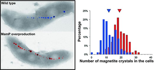 Examination of the magnetotactic bacteria-specific membrane-bound hemoprotein MamP that is crucial for the growth of magnetite crystals during biomineralization in the bacterial organelle.