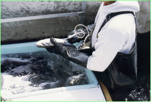 The Flavobacterium psychrophilum gliding motility protein (Gld N) was investigated to determine its ability to elicit antibody responses and provide protective immunity in rainbow trout Oncorhynchus mykiss.
