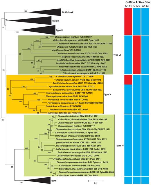 Phylogenetic relationships of SQR types I–VI, flavocytochrome c sulfide dehydrogenase and SoxF amino acid sequences with a heat map indicating the conservation of proposed active site cysteine residues numbered according to the CT0117 sequence: blue = conserved, red = not conserved. Values at nodes are the percentage of 1000 bootstrap runs where the node was present.