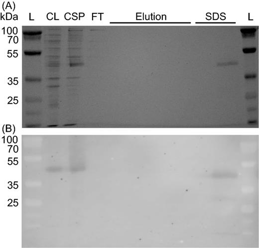 CT1087NHis6 binds tightly to a Ni-NTA column. (A) Coomassie stained SDS-PAGE gel. (B) Immunoblot with α-His4 antibody. Lane labels: L = MW ladder, CL = crude lysate, CSP = cholate solubilized membrane protein, FT = Ni-NTA agarose column flow through during binding, Elution = fractions following imidazole elution, SDS = fractions following addition of 1% SDS to elution buffer.