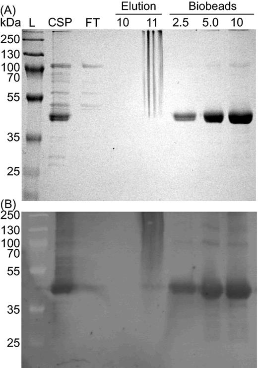 Purification of CT1087NHis6 is enabled by the addition of TX-100 to Ni-NTA elution buffer. (A) Coomassie stained SDS-PAGE gel. (B) Immunoblot with α-His4 antibody. Lane labels: L = MW ladder, CSP = cholate solubilized membrane protein, FT = Ni-NTA agarose column flow through during binding, Elution = fractions following elution with buffer containing TX-100, Biobeads = the indicated amounts of protein (μg) from elution fraction 11 after removal of TX-100.