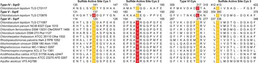 Condensed amino acid sequence alignment focusing on predicted active site cysteines for SQR sequences from C. tepidum (CT0117-type IV CT0876-type V, CT1087-type VI) and others that phylogenetically cluster as type VI. Sequences are identified by organism name and strain followed by the locus tag for the gene encoding the SQR. Cysteine residues are indicated by white text on a yellow background. Non-conservative substitutions at Cys residues are indicated by white text on a red background.