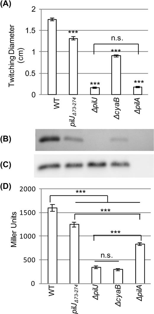 Deletion of the putative periplasmic of PilJ (pilJΔ74-273) reduces twitching motility and intracellular cAMP levels. (A) Diameter of twitching motility zones for the indicated strains. Nine colonies were assayed to determine the average and standard error of the mean. Asterisks (***) indicate values significantly different from wild type (P < 0.001) as determined by ANOVA followed by TukeyHSD. Non-significant differences are indicated by n.s. (B) SDS-PAGE showing the surface levels of PilA obtained from the indicated strains. (C) Whole cell levels of PilA as determined by western blotting for the indicated strains. (D) Intracellular cAMP levels of the indicated strains expressed as Miller Units. Three colonies were assayed in triplicate to determine the average and the standard error of the mean. Asterisks (***) indicate significantly different values (P < 0.001) as determined by ANOVA followed by TukeyHSD. Non-significant differences are indicated by n.s.