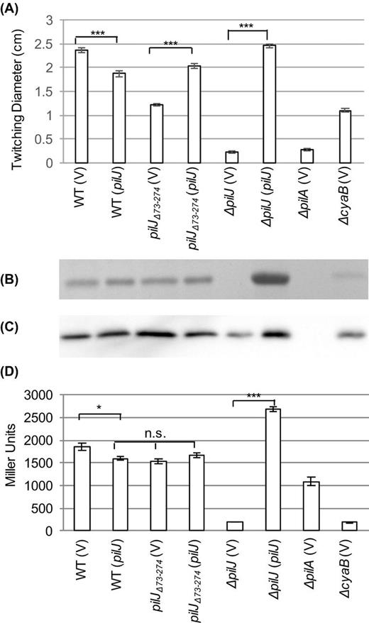 Expression of full-length pilJ partially restores twitching motility and surface piliation in pilJΔ74-273. (A) Zones of twitching motility for the indicated strains. Nine colonies were assayed to determine the average and standard error of the mean. (B) SDS-PAGE showing the surface levels of PilA obtained from the indicated strains. (C) Whole cell levels of PilA as determined by western blotting for the indicated strains. (D) Intracellular cAMP levels of the indicated strains expressed as Miller Units. Three colonies were assayed in triplicate to determine the average and the standard error of the mean. The strains contained either pJN105 (V) or pJN105-pilJ (pilJ) as indicated. In panels A and D, asterisks (***, P < 0.001) indicate values significantly different from the isogenic controls as determined by ANOVA followed by TukeyHSD. Non-significant differences are indicated by n.s.