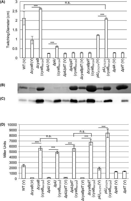 Providing cAMP through a cyaB point mutant restores wild-type levels of twitching motility in pilJΔ74-273. (A) Zones of twitching motility for the indicated strains. Nine colonies were assayed to determine the average and standard error of the mean. (B) SDS-PAGE showing the surface levels of PilA obtained from the indicated strains. (C) Whole cell levels of PilA as determined by western blotting for the indicated strains. (D) Intracellular cAMP levels of the indicated strains expressed as Miller Units. Three colonies were assayed in triplicate to determine the average and the standard error of the mean. The strains contained either pJN105 (V) or pJN105-cyaBR412H (cyaBR412H) as indicated. In panels A and D, asterisks (***, P < 0.001) indicate significantly different values as determined by ANOVA followed by TukeyHSD. Non-significant differences are indicated by n.s.