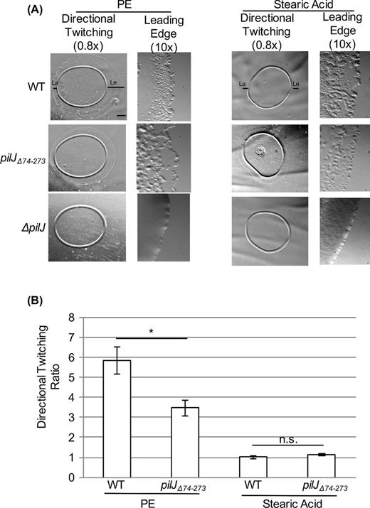 The putative periplasmic domain of PilJ is not required for directional twitching to PE. (A) Representative images of directional twitching results for the indicated strains. The PE or stearic acid was deposited on the plate to the right of where the P. aeruginosa culture was placed. Black bars on the wild-type strain indicates the leading edge (Le) and lagging edge (La) that were measured to determine the directional twitching ratio. Scale bar = 1mm (0.8× magnification) (B) Directional twitching ratios for both wild type and the pilJΔ74-273 strains. Directional twitching ratios were calculated by dividing the length of the leading edge by the length of the lagging edge. Three independent colonies were analyzed in triplicate. A ratio greater than 2 indicates directional twitching. Significantly different values were determined using a student's t-test (paired, *, P < 0.05).