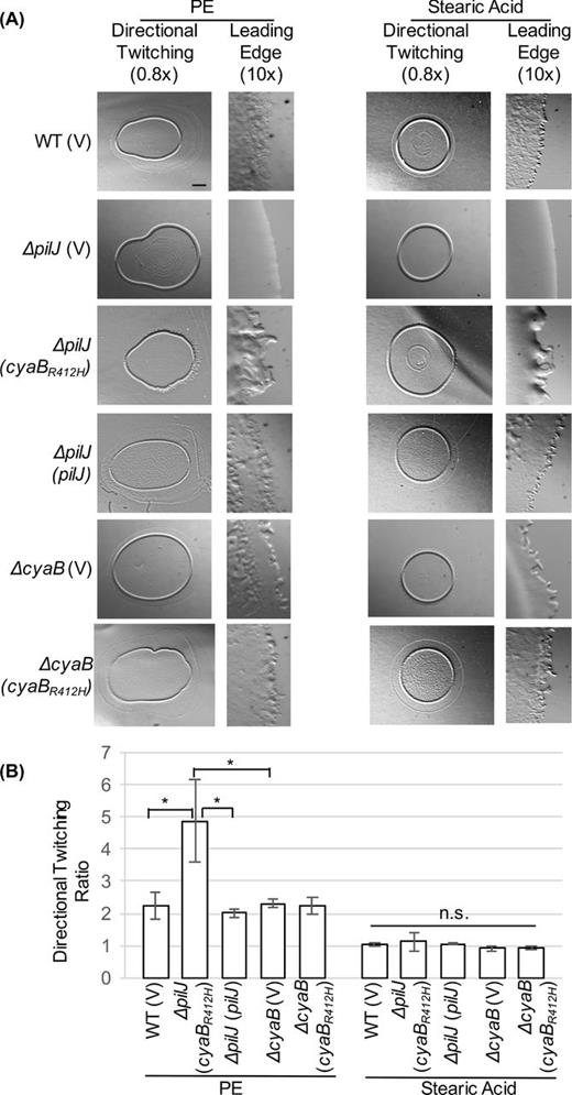 PilJ is not absolutely required for directional twitching to PE provided sufficient cAMP is present. (A) Representative images of directional twitching results. The PE or stearic acid was deposited on the plate to the right of where the P. aeruginosa culture was placed. Scale bar = 1 mm (0.8× magnification) (B) Directional twitching ratios were calculated by dividing the length of the leading edge by the length of the lagging edge. Three independent colonies were analyzed in triplicate. A ratio greater than 2 indicates directional twitching. Significantly different values were determined by ANOVA followed by TukeyHSD (*, P < 0.05).