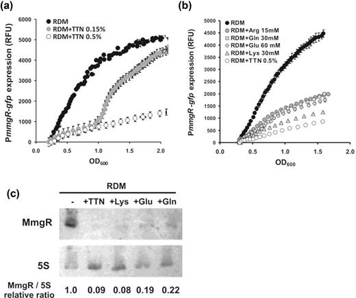 expression of the sinorhizobium meliloti small rna gene mmgr is amino acids repress s meliloti mmgr expression a effect of addition of