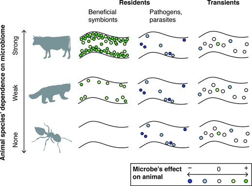 A schematic of microbial associations for three animal species across the microbial dependency spectrum, exemplified by a cow, red panda, and Crematogaster ant (see text for more information on these species). All species contain some transient and parasitic/pathogenic microbes, but differ in the degree to which they are colonized by beneficial symbionts. Shown is a section of the gut, but the same principles could apply to non-gut symbioses as well. Inset: classification of individual microbes by their effect on host fitness, from negative ( − ) to neutral ( 0 ) to positive ( + ). Note that microbial residency and function categories can be fluid and context-dependent (not shown). For clarity, we do not depict the case of an animal highly dependent on transient microbes as food.