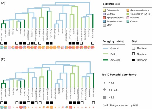 Incorporating absolute abundances aids biological interpretation of microbiome data. In the case of a survey of gut microbiomes from rainforest ants (Sanders et al. 2017), simply plotting bacterial taxonomic composition on the ant phylogeny (A) shows little if any pattern across ant lineages. However, incorporating absolute microbial abundance information (B) reveals a link between bacterial abundance (indicated by pie chart size) and arboreal-foraging, herbivorous ants. Both panels: bacterial composition indicated by pie charts in lower row; inferred diet indicated by squares in upper row (filled = herbivorous; open = omnivorous; none = carnivorous); foraging habitat indicated by branch color on tree. For details on ant traits, ancestral state reconstruction and phylogenetic relationships, see (Blanchard and Moreau 2017). Normalized bacterial abundances are log10-transformed and binned into three levels, and ant diet categories are inferred from ∂15 N measurements from (Sanders et al. 2017).