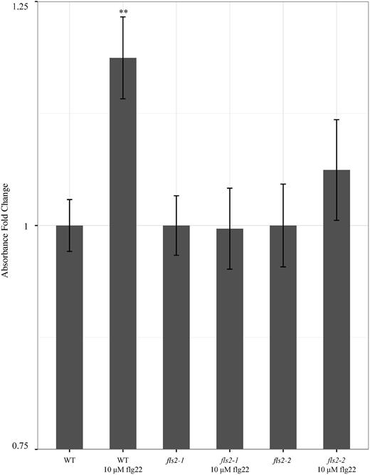 The absorbance of precipitated formazan following elicitation with 10 μM flg22 for 24 hours was used to determine production of ROS in wild-type M. truncatula R108, fls2–1 mutant and fls2–2 mutant. For each genotype, fold change in absorbance was calculated between plants in control solution (2 mM NBT) and plants in eliciting solution (2 mM NBT with 10 μM flg22). **Indicates P value < 0.01 between control and flg22 treatment. N ≥ 15 for all genotypes and treatments.