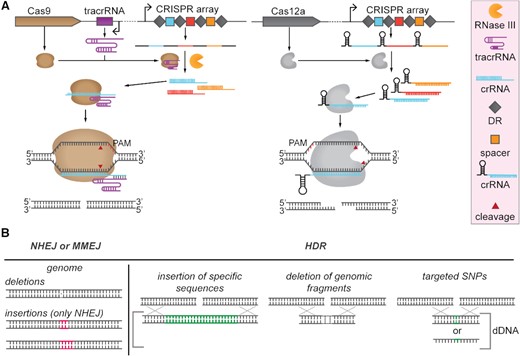 (A) Cas9 and Cas12a expression and cleavage schemes. Left panel: Cas9 requires tracrRNA transcription and RNase III expression for CRISPR array transcript processing. Cas9 forms a complex with crRNA and tracrRNA and cleaves target DNA generating blunt ends. Right panel: Cas12a processes its own CRISPR array transcript to obtain individual crRNAs without the requirement of any tracrRNA or RNAse III co-expression. Cas12a stays in complex with crRNA and cleaves target DNA generating staggered ends. (B) Double strand break (DSB) repair mechanisms. DSBs can be repaired via non-homologous end joining (NHEJ), alternative non-homologous end joining repair pathways such as microhomology-mediated end joining (MMEJ), or via homologous direct recombination. NHEJ and MMEJ repair pathways can lead to the incorporation of deletions or insertions (only in case of NHEJ) in the targeted region. HDR is combined with the supplementation of donor DNA (dDNA), which can be double stranded or single stranded. dDNA can be used for insertion of long DNA sequences, deletion of genomic fragments, or introduction of single point mutations (SNPs).