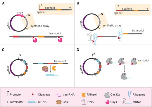 Multiplexing using gRNA polycistronic cassettes. (A) Expression of gRNAs from synthetic array dependent on Csy4 processing. In this case, Csy4 has to be co-expressed. (B) Expression of gRNAs from synthetic array dependent on endoribonuclease splicing. In most of the reviewed examples, these synthetic arrays are expressed using tRNAs as RNA pol III promoters. (C) Expression of gRNAs from native-like CRISPR array dependent on Cas9, tracrRNA and RNAse III processing. (D) Expression of gRNAs from native-like CRISPR array dependent on Cas12a processing.