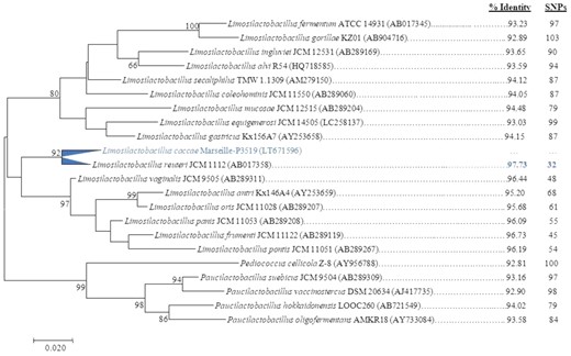 Phylogenetic tree highlighting the position of L. caccae strain Marseille-P3519T relative to other type strains within the Limosilactobacillus genus. Sequences were aligned using CLUSTALW, and phylogenetic inferences were obtained using the maximum-likelihood method within the MEGA software. Numbers at the nodes are percentages of bootstrap values obtained by repeating 500 times the analysis to generate a majority consensus tree.