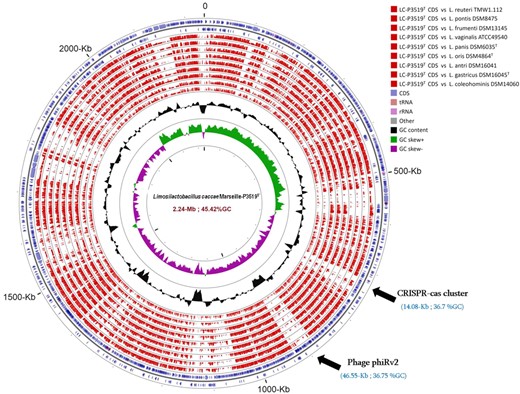 Graphical circular map of the genome of L. caccae P3519T compared to those of the most closely related species. From outside to the center, ring 1 and 2: genes on the forward and reverse strand (blue circles); from ring 3 to 11: genomes of the most closely related species (red circles); ring 12: GC skew; ring 13: % G + C content. Details of species names, genome sizes, genome %GC content, number of proteins and genes are provided in Table 6.
