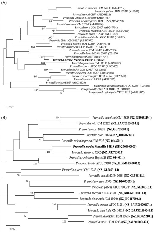 (A) 16S rRNA-bases phylogenetic analysis of Prevotella merdae sp. nov. strain Marseille-P4119T relative to closely related bacterial species with standing in nomenclature. Phylogenetic inferences were obtained using the neighbour-joining method and the Tamura-3 parameter. The analysis involved 27 nucleotide sequences. There were a total of 1549 positions in the final dataset. The respective GenBank accession numbers for 16S rRNA sequences are indicated in parentheses. Only bootstrap values >90% were retained. The scale bar indicates a 2% nucleotide sequence divergence. (B) Phylogenetic tree built using an alignment of core genome sequences and the maximum-likelihood method. Only bootstrap values >50% were retained. The scale bar indicates a 2% nucleotide sequence divergence.