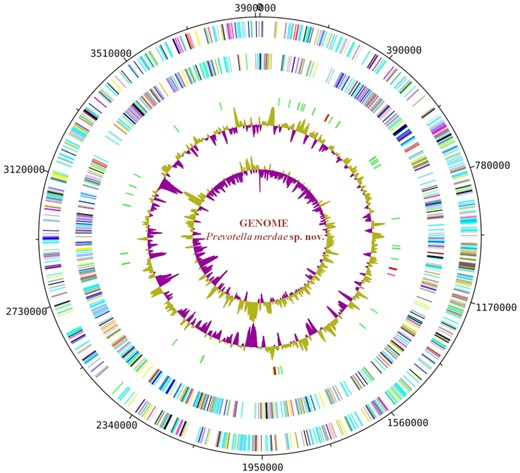Graphic circular map of the chromosome. From the outside in, open reading frames oriented in the forward (coloured by COG categories) direction, open reading frames oriented in the reverse (coloured by COG categories) direction, RNA operon (red), and tRNAs (green), GC content plot, and GC skew (purple: negative values, olive: positive values).
