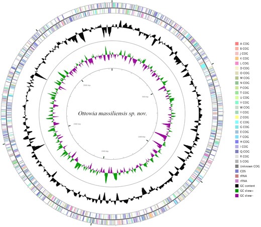 A graphical circular map of O. massiliensis sp. nov. genome colored by COG categories. The rRNAs operon (pink), tRNAs (brown), GC content plot (black), and GC skew (purple: negative values and olive: positive values).