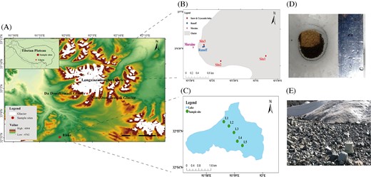 (A) Location and distribution of sample sites on glacier ecosystem. The insert map indicated the sample site (red point) on the Tibetan Plateau. The red asterisks represent the locations of Da Dongkemadi Glacier (DD) and Xiao Dongkemadi Glaciers (XD). (B) Sample sites on the glacier surface ecosystem, including site 1, site 2, and site 3 that collecting snow and cryoconite holes samples, glacier runoff samples and ice-marginal moraine samples. (C) Sample sites in the glacier fed lake. (D) Cryoconite holes in LXZ glacier surface, consisting of sediment and meltwater. (E) Ice-marginal moraines in LXZ glacier. Sampling sites were located about 3 m from glacier terminus. The moraines are wet during melting season.
