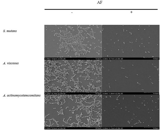 SEM images of the effect of C. ternatea flower AF at MBIC on biofilm inhibition at 3000× (bar, 10 µm) magnification. —indicates no treatment; + indicates with treatment.