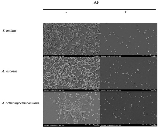 SEM images on the effect of C. ternatea flower AF at MBEC on biofilm destruction at 3000× (bar, 10 µm) magnification. —indicates no treatment; + indicates with treatment.