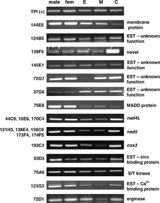 Developmental expression profiles of SST positive cDNAs for adult males, adult females, eggs (E), miracidia (M) and cercariae (C). cDNA clone numbers are indicated on the left hand side and the corresponding identity of the sequence is on the right. The constitutively expressed triose phosphate isomerase (TPI) from S. mansoni was used as a positive control.