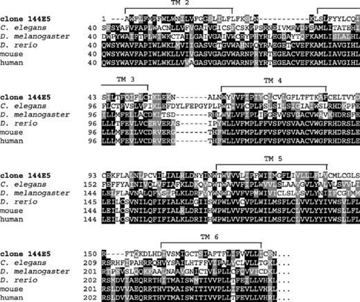 Alignment of clone 144E5 with Caenorhabditis elegans, Drosophila melanogaster, Danio rerio, mouse and human hypothetical gene products. Black boxes indicate identical amino acids and gray boxes denote similarity. Transmembrane domains (TM 2–TM 6) relative to the human sequence are marked by a line spanning the region.