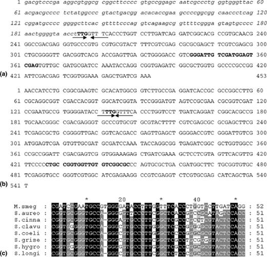 Nucleotide sequence of attB region of M. smegmatis. (a) The sequence of attR region subcloned in pBSK+ vector was determined using M13 primers. The sequence shown in italics is the ∅C31 attP sequence. The putative cross over region TTG is shown in bold. Sequence of mycobacterial genomic DNA sequence follows TTG. Sequence of AMD0 primer is shown in bold. (b) Cloning and sequencing of attB region from genomic clone of M. smegmatis mc2 155 SMR5 was done as described. Sequence of AMD2 primer is shown in bold. The perfect inverted repeat at cross over region is shown as arrows. The putative cross over region 5′TTG is also marked. (c) Alignment of attB sequences of M. smegmatis and several Streptomyces species. M. smeg, M. smegmatis mc2155 SMR5; S. aureo, S. aureofaciens; S. cinna, S. cinnamonensis; S. clavu, S. clavuligerus; S. coeli, S. coelicolor A3(2) strain 145; S. grise, S. griseus ATCC12475; S. hygro, S. hygroscopicus NRRL 5491; S. longi, S. longisporoflavus 83E6. Light shading, 50% conserved; dark sharding, 75% conserved; solid boxes, identical sequences.