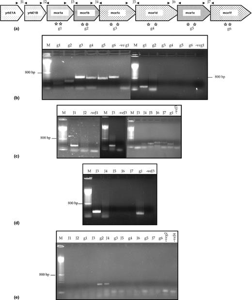 mce genes are co-transcribed in M. smegmatis. (a) Organization of mce1 genes in M. leprae genome deduced from the genome sequence. Primer positions are also shown. (b) RT-PCR amplification of mRNA isolated from transformants carrying integrated full length mce and mce1A using intragenic primers (g1–g6). In Fast migrating bands are the primer dimers. (c) RT-PCR amplification using intergenic junction primers (J1 to J7) using RNA from transformants carrying full length mce (mce1A–mce1F). In all cases except for the middle pan 40 ng equivalent of cDNA was used as template. In the middle pan (primer set J3) the template concentration used is 60 ng cDNA equivalent. (d) and (e) RNA from transformants carrying mce1A and mce1B respectively was isolated and used for RT-PCR analysis. For figures (b)–(e), name of primer sets used are shown above the lanes. M, molecular weight markers; 100 bp ladder. (The molecular weight marker bands are separated by 100 bp increment. Bands stain uniformly with ethidium bromide, except for the 800 bp band, which is approximately twice as intense as the other bands.) −ve is RT minus control.