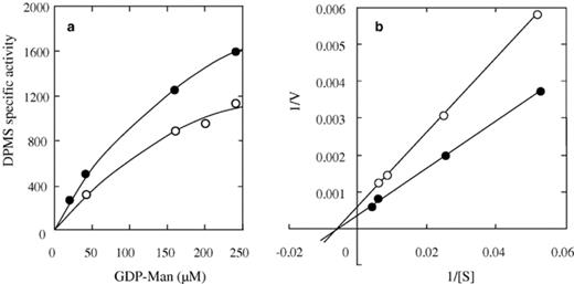 Effect of substrate concentration on catalytic activity of phosphorylated and unphosphorylated DPMS. The electrophoresis-purified enzyme was incubated at 30 °C with (closed circles) or without (open circles) cAMP-PK and other components of the phosphorylation mixture as described in the text. After 30 min, the labeled sugar donor was added at the indicated concentrations and incubation continued for another 30 min at 28 °C. After this time, Dol-P-Man was extracted and quantified. (a) Enzyme velocity versus GDP-Man concentration; (b) Reciprocal plots of data from (a). Lines drawn resulted from a least-squares analysis of data. Here, enzyme activity is expressed as Pmol of mannose incorporated into Dol-P-Man min−1 mg−1 of protein. Results are representative of three independent experiments run in duplicate.