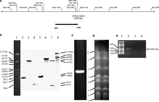 Southern blot of total DNA, DGGE analysis, and electrophoretic karyotype of STE13ca gene from C. albicans ATCC 10231. (a) Restriction map of STE13ca gene. (b) Southern blot of total DNA digested with several restriction enzymes and probed with STE13ca-specific probe: (1) DNA marker, (2) AluI, (3) ClaI, (4) DdeI, (5) DraI, (6) EcoRI, (7) HincII, (8) HindII. (c) DGGE analysis of the fragment of 466 bp STE13 probe amplified by PCR. A single band indicates absence of nucleotide changes and homozygotic character of STE13ca. (d) Electrophoretic karyotype. Electrophoretic conditions were 120, 240, and 360 s of initial and final pulsed time per 24 h each, all at 150 V, 11 °C, and TBE buffer 0.5×. Numbers refer to chromosomes. (e) PCR of the chromosomes: (1) DNA marker, (2) Chromosome R, (3) chromosome 1, and (4) chromosome 2. STE13ca amplified on chromosome R.