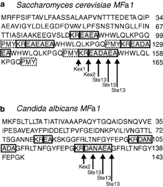 Potential maturation sites of α-pheromone by protease Ste13 from C. albicans. Deduced amino acid sequence of MFα1 gene from (a) S. cerevisiae, and (b) C. albicans. The C. albicansα-pheromone contains three equally spaced sequences encoding α-pheromone peptides: two encoding 13-mers and one encoding a 14-mer. The arrows indicate sites of α-pheromone maturation by Kex1, Kex2 and Ste13 in S. cerevisiae, and potential maturation sites of α-pheromone by Ste13 in C. albicans.