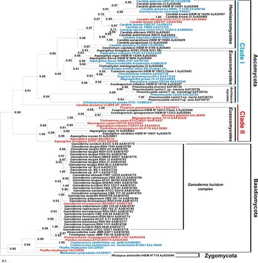 Consensus Bayesian tree of fungi inferred from MnSOD protein sequences. R. stolonifer served as outgroup. Accession numbers or references of the sequences retrieved from genome sequencing projects are shown after each species. The predicted cytosolic or mitochondrial subcellular localization of fungal MnSODs is indicated in red and blue, respectively. Numbers near the individual nodes indicate Bayesian posterior probabilities given as percentages. Nodes with values of <50% are not shown. Scale bar, 0.1 substitutions (corrected) per site.