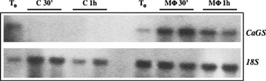 Northern blot analysis of CaGS gene expression during macrophage infection. RNA batches obtained with two independent infections of C. albicans CAI-12. T0 represents the expression before infection; C 30′, represents C. albicans total RNA extracted 30 min after incubation in DMEM (control); M Φ 30′ represents total RNA extracted 30 min after macrophage infection; C 1h represents a control 1 h after incubation in DMEM; M Φ 1h represents total RNA extracted 1 h after macrophage infection. 169 × 53 mm (300 × 300 DPI).